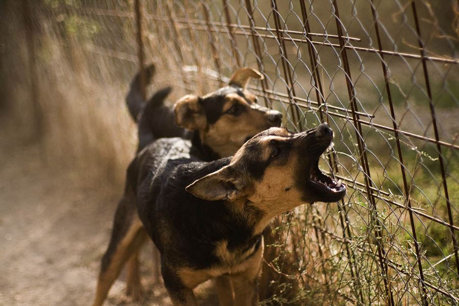 Dog Bites